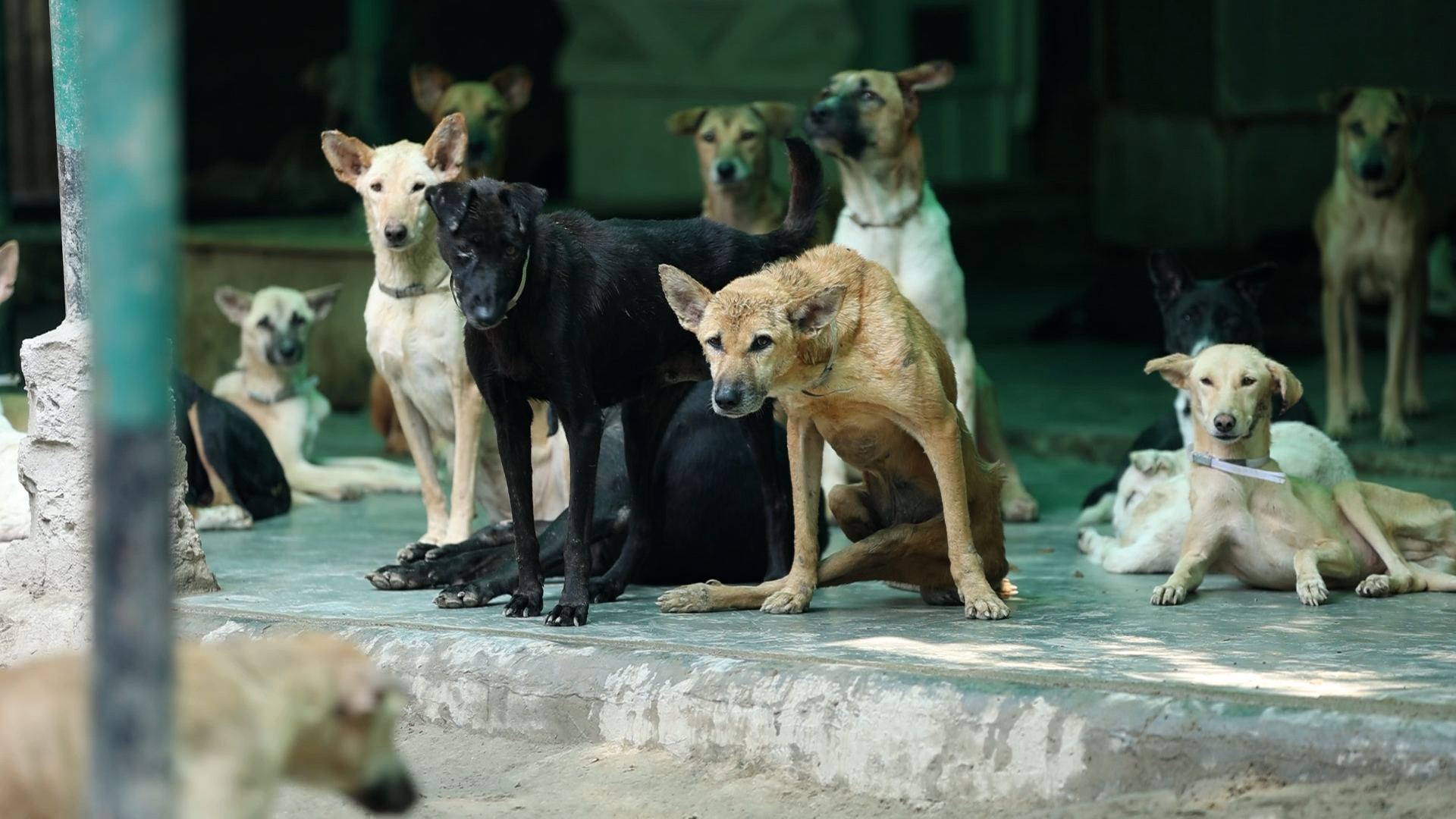 Monthly Donations Have Saved Countless Stray Animals In India, Here’s ...