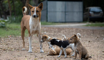 Amidst Several Challenges, Animal Shelters In India Have Found Hope In Monthly Donations