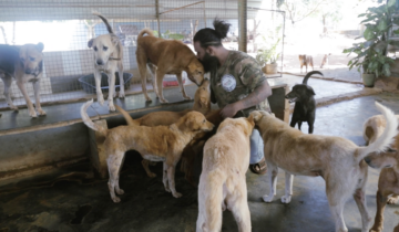 You Made It Happen: Ambulances & Medicines Saved The Lives Of Countless Strays